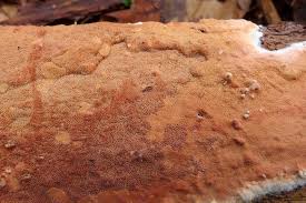 Attēlu rezultāti vaicājumam “Gloeoporus taxicola”