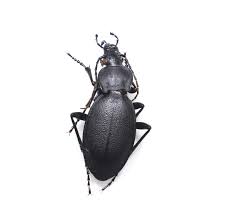 Attēlu rezultāti vaicājumam “Carabus coriaceus”