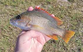 Image result for Lutjanus jocu