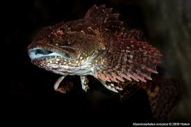 Image result for Myoxocephalus scorpius