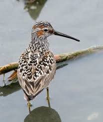 Image result for Calidris himantopus