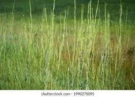 Attēlu rezultāti vaicājumam “Arabis glabra”