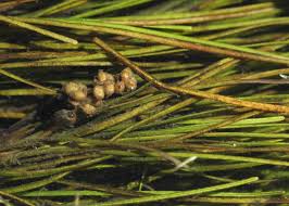 Attēlu rezultāti vaicājumam “Stuckenia filiformis”