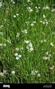 Attēlu rezultāti vaicājumam “Oenanthe aquatica flower”
