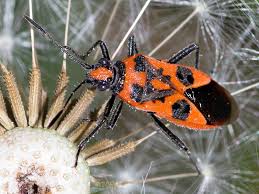 Attēlu rezultāti vaicājumam “Corizus hyoscyami”