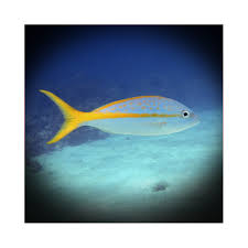 Image result for Ocyurus chrysurus