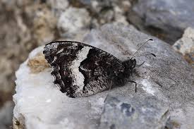 Attēlu rezultāti vaicājumam “Hipparchia alcyone”