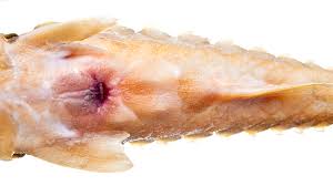 Image result for Acipenser oxyrinchus oxyrinchus