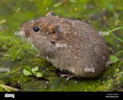 Attēlu rezultāti vaicājumam “Microtus agrestis”