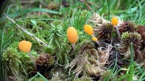 Attēlu rezultāti vaicājumam “Mitrula paludosa”