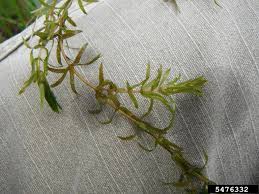 Attēlu rezultāti vaicājumam “Hydrilla verticillata”