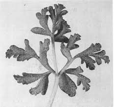 Attēlu rezultāti vaicājumam “Tranzschelia pruni-spinosae spores”