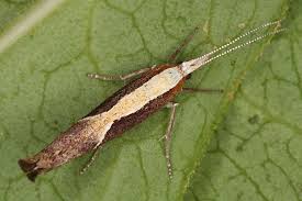 Attēlu rezultāti vaicājumam “Ypsolopha dentella”