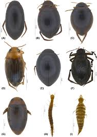 Attēlu rezultāti vaicājumam “Dytiscidae”
