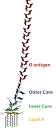 <b>Lipopolysaccharide</b>