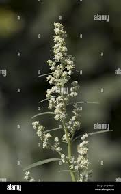 Attēlu rezultāti vaicājumam “Chenopodium album flower”