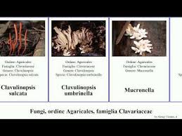 Attēlu rezultāti vaicājumam “Mucronella subtilis”