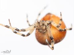 Attēlu rezultāti vaicājumam “Araneus quadratus”