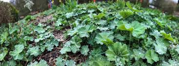 Attēlu rezultāti vaicājumam “Alchemilla vulgaris aggr. bud”