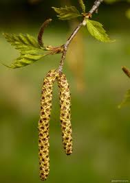 Attēlu rezultāti vaicājumam “Betula pendula flower”