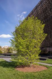 Attēlu rezultāti vaicājumam “Carpinus caroliniana”