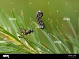 Attēlu rezultāti vaicājumam “Neodiprion sertifer larva”