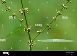 Attēlu rezultāti vaicājumam “Rumex confertus fruit”