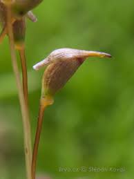 Attēlu rezultāti vaicājumam “Cynodontium strumiferum”