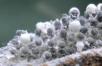 Attēlu rezultāti vaicājumam “Claustria didermoides macro”