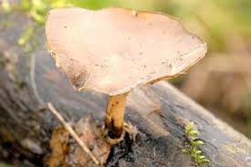 Attēlu rezultāti vaicājumam “Polyporus brumalis”