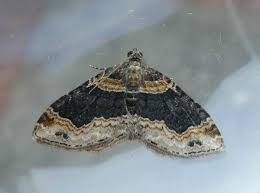 Attēlu rezultāti vaicājumam “Xanthorhoe ferrugata”