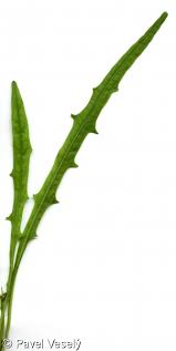 Attēlu rezultāti vaicājumam “Leontodon autumnalis  leaf”