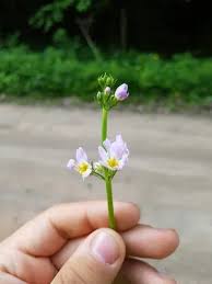Attēlu rezultāti vaicājumam “Hottonia palustris flower”