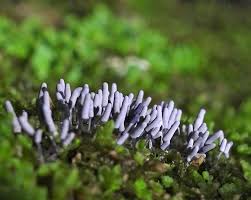 Attēlu rezultāti vaicājumam “Heterotrichia pomiformis (syn. Arcyria pomiformis)”