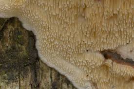 Attēlu rezultāti vaicājumam “Steccherinum bourdotii”