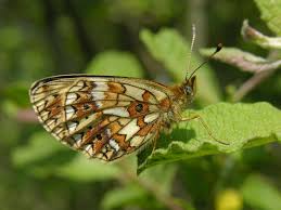 Attēlu rezultāti vaicājumam “Clossiana selene underside”