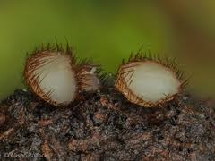 Attēlu rezultāti vaicājumam “Perichaena corticalis sessile”