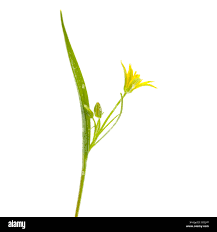 Attēlu rezultāti vaicājumam “Gagea lutea bud”