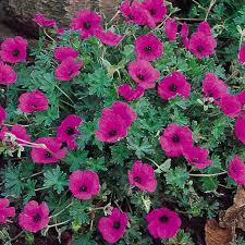 Attēlu rezultāti vaicājumam “Diderma cinereum”