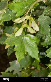 Attēlu rezultāti vaicājumam “Acer pseudoplatanus leaf”