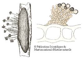 Attēlu rezultāti vaicājumam “Eocronartium muscicola”