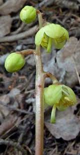Attēlu rezultāti vaicājumam “Pyrola chlorantha”