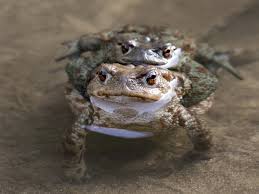 Attēlu rezultāti vaicājumam “Bufo bufo”