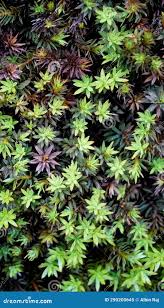 Attēlu rezultāti vaicājumam “Cirriphyllum piliferum”