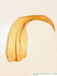 Attēlu rezultāti vaicājumam “Hamatocaulis lapponicus”