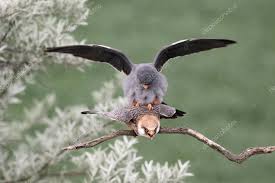 Image result for Falco vespertinus