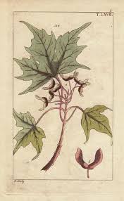 Attēlu rezultāti vaicājumam “Acer saccharinum fruit”