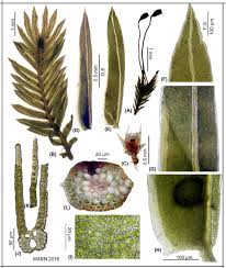 Attēlu rezultāti vaicājumam “Fissidens bryoides sporophyte”