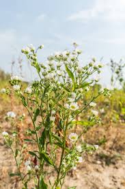 Image result for Aster lanceolatus