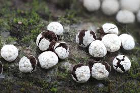 Attēlu rezultāti vaicājumam “Diderma testaceum”